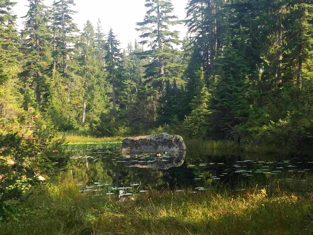 A view of Yew Lake at Cypress Provincial Park in West Vancouver. The lake is more of a small pond with lily pads. It surrounded by tall hemlock and cedar trees with grass at the edges. 