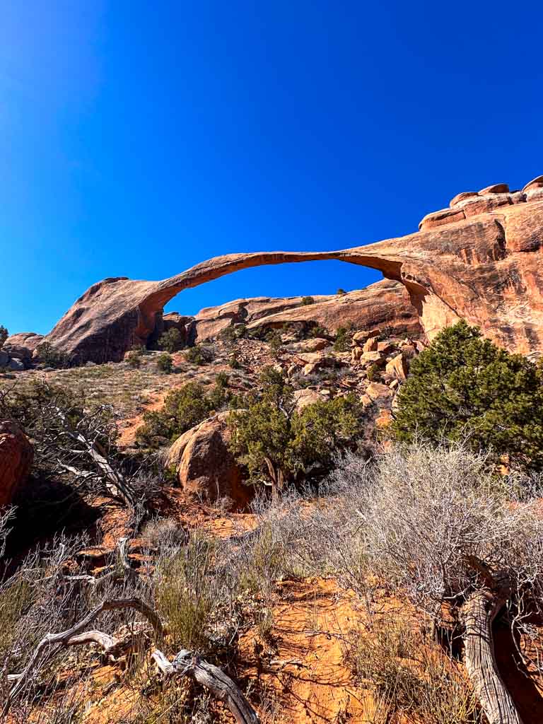 Landscape Arch, the longest arch in North America, stretches across a blue sky with bushes in the foreground. 