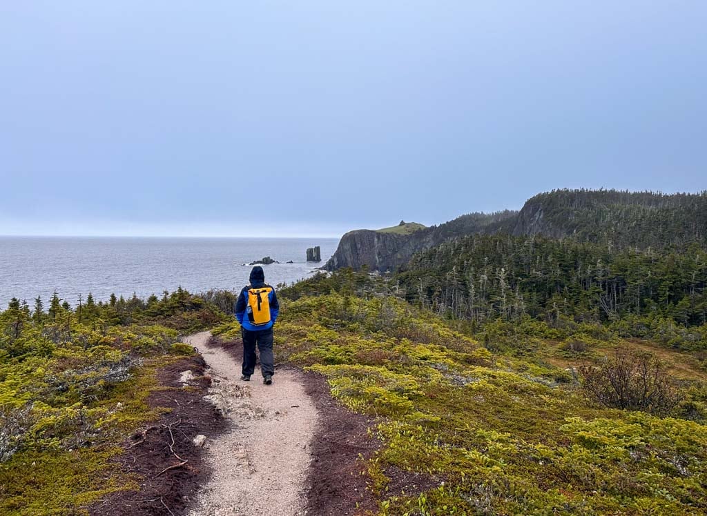 A man wearing rain gear and a yellow backpack hikes on the Skerwink Trail in Newfoundland on a foggy day. The foreground is heath and short trees and the coast is in the background.