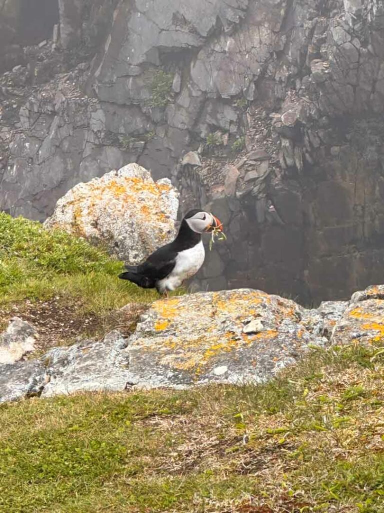 A puffin stands on a rock in Elliston near Bonavista, Newfoundland