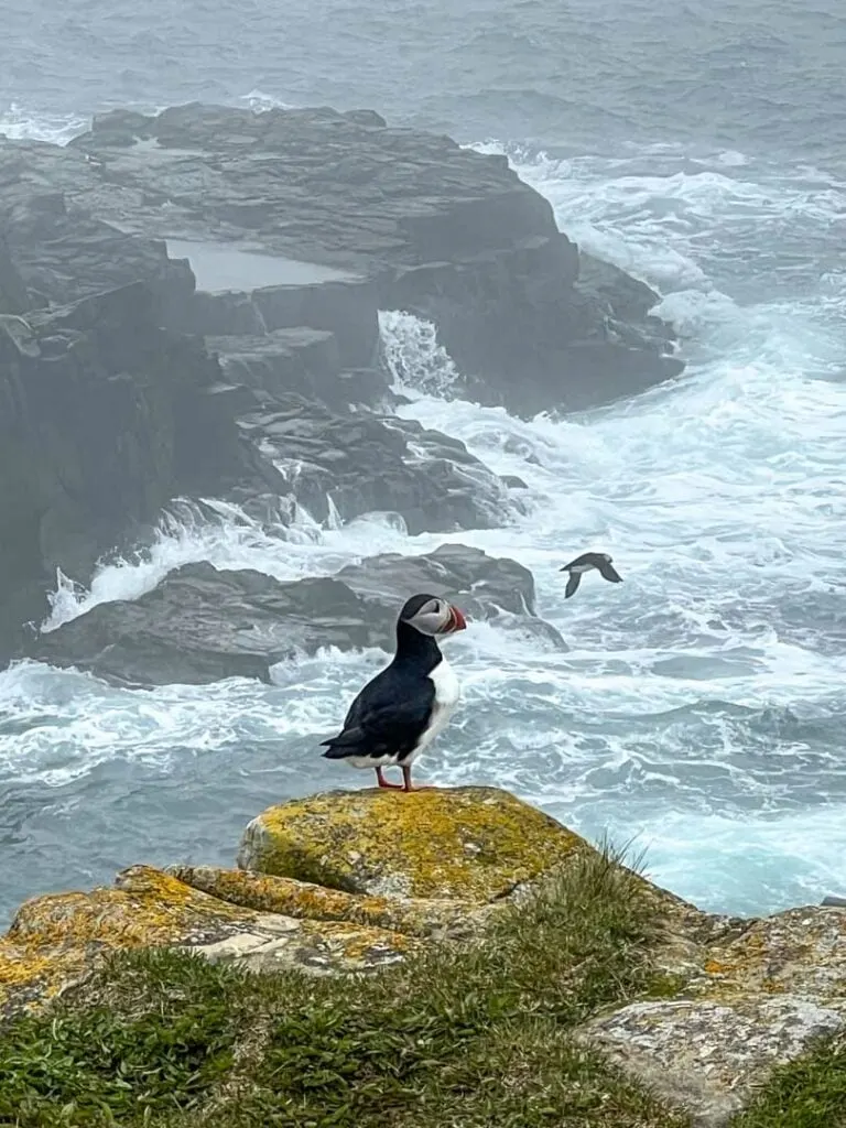 A puffin stands on a rock in Elliston