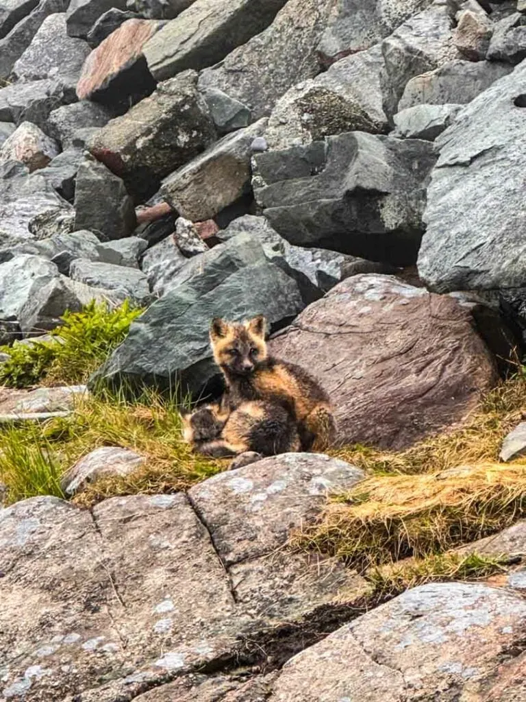 Fox kits at the Bonavista Lighthouse