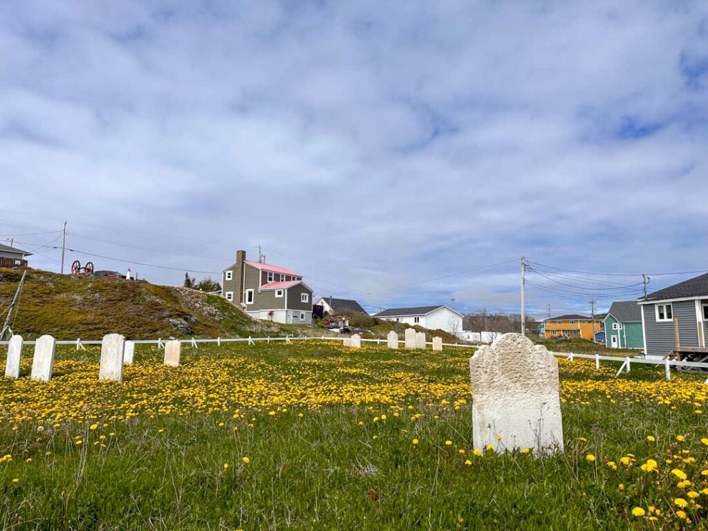 Dandelions in a graveyard in Twillingate