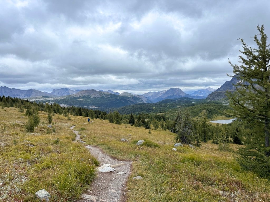 A hiker walks through larch meadows near Healy Pass