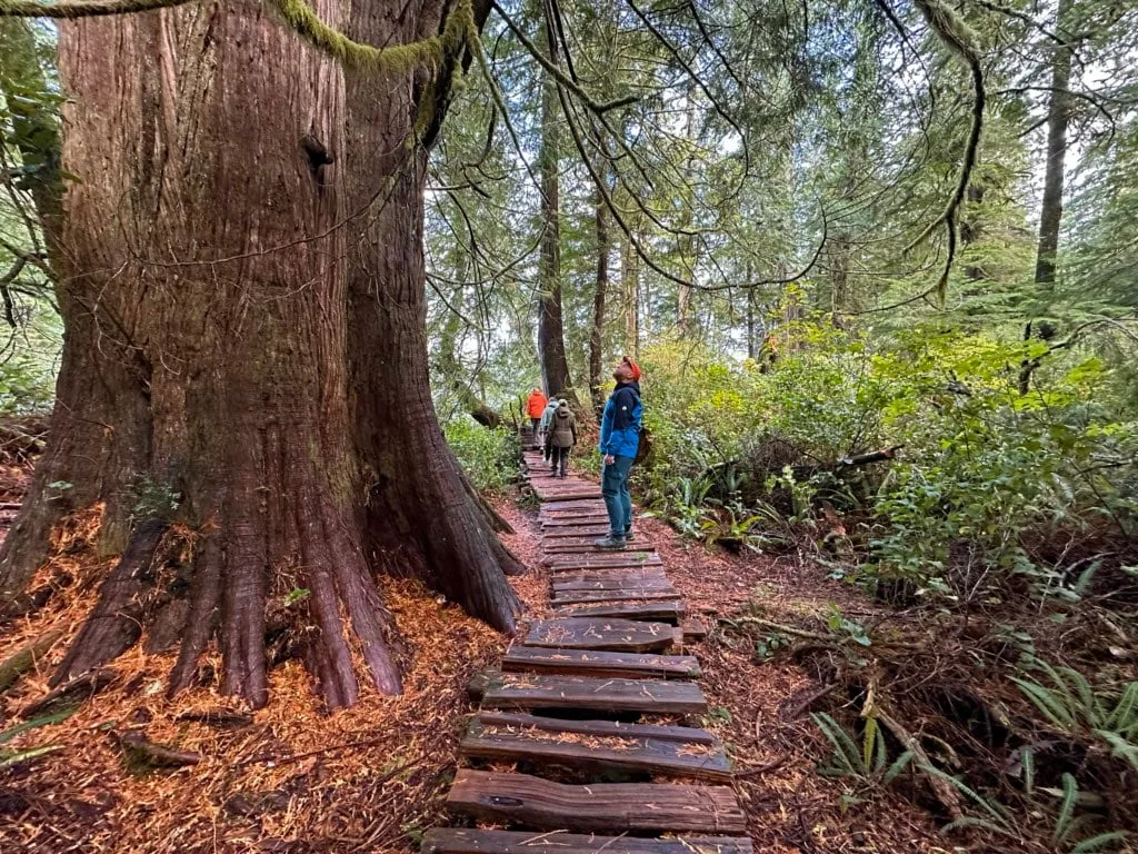 A man in a blue jacket looks at the trunk of a giant cedar tree on the Big Tree Trail on Meares Island