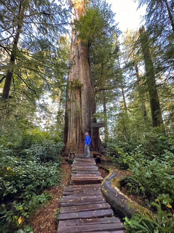 A woman in a blue jacket poses next to a towering cedar tree on Meares Island near Tofino.