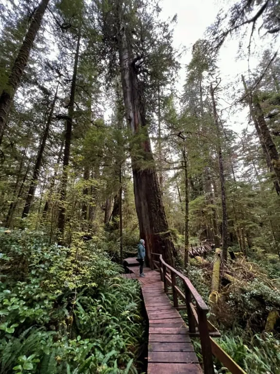 A woman stands on a boardwalk on the Rainforest Loop A Trail in Tofino