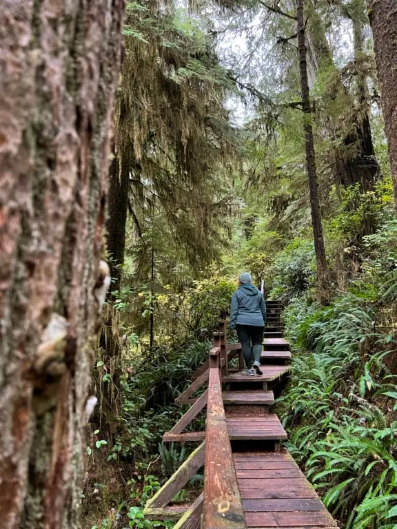 A woman walks up a set of wooden stairs on a rainforest trail. A huge tree in the foreground is covered in moss. 