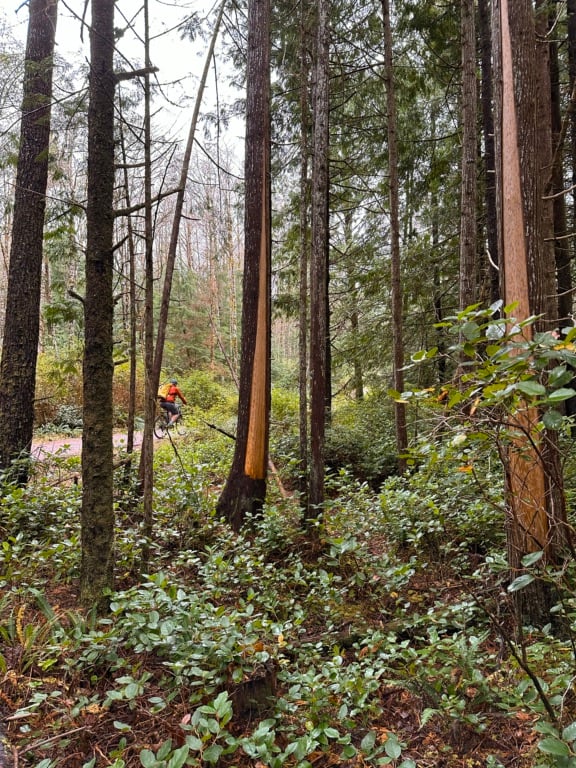 Culturally modified trees along the ʔapsčiik t̓ašii trail in Pacific Rim National Park. 