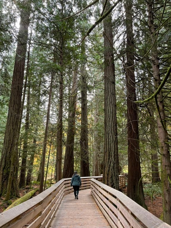 A woman walks along a wooden boardwalk surrounded by tall trees at Cathedral Grove in MacMillan Provincial Park