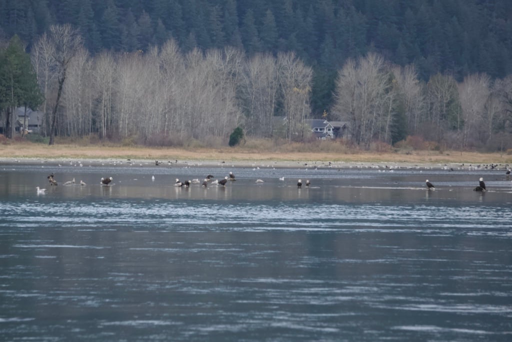 Dozens of bald eagles feeding in a shallow river.