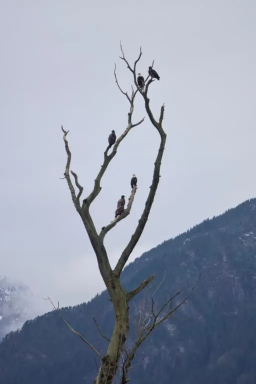 Five bald eagles sitting in a bare branched tree