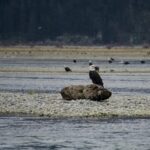 An eagle sits on a log in the Harrison River with dozens of other eagles in the background. You can see them when visiting Harrison Hot Springs in winter.