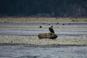 An eagle sits on a log in the Harrison River with dozens of other eagles in the background. You can see them when visiting Harrison Hot Springs in winter.