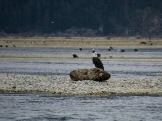 An eagle sits on a log in the Harrison River with dozens of other eagles in the background. You can see them when visiting Harrison Hot Springs in winter.