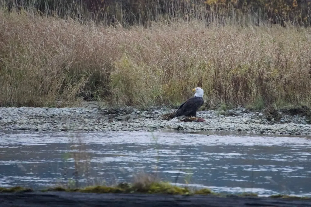 A bald eagle sits on top of a salmon carcass on a gravel beach in Harrison Mills, BC