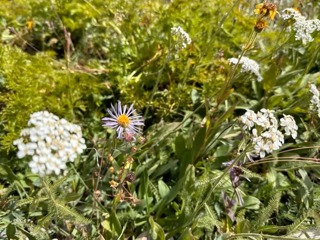 Close up of wildflowers on the Sunshine Meadows hiking trails