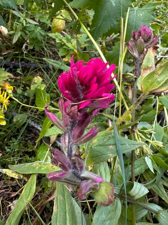 Close up of paintbrush flower