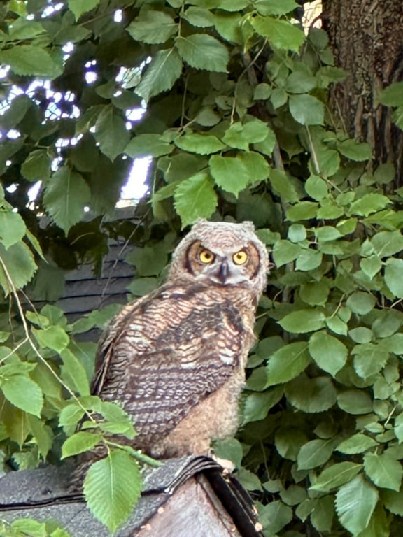 An owl in Naramata