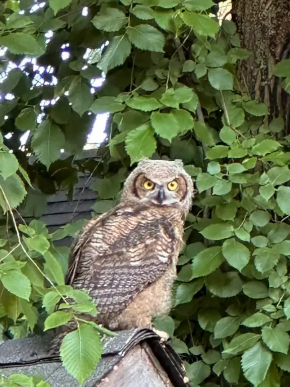 An owl in Naramata