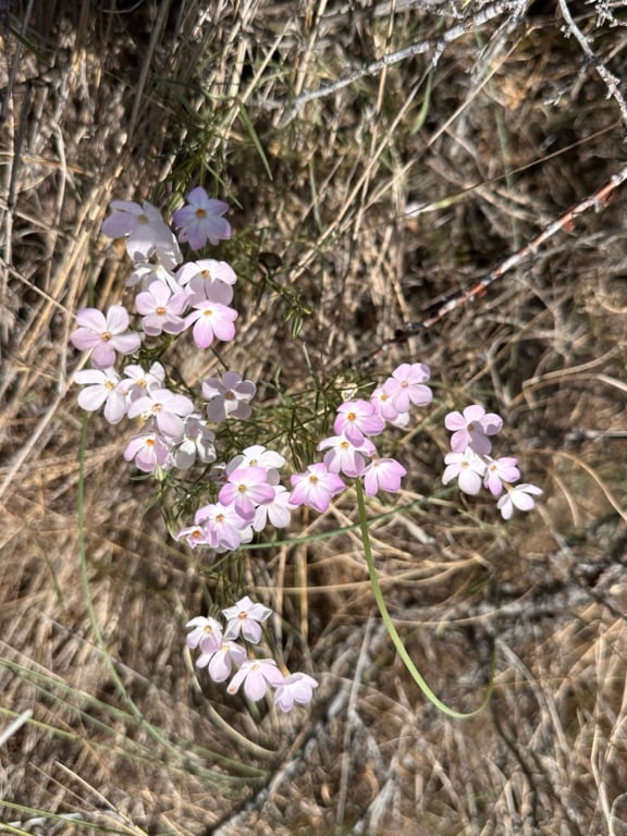 Wildflowers at the Osoyoos Desert Centre. 