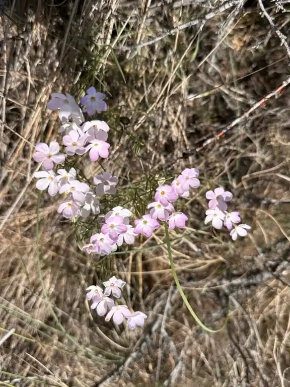 Wildflowers at the Osoyoos Desert Centre.