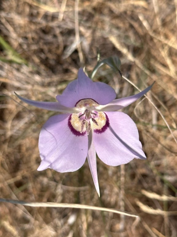 Sagebrush Mariposa Lily