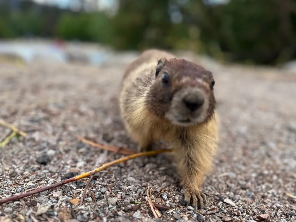 A baby yellow-bellied marmot looks at the camera