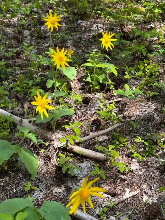 Arnica flowers