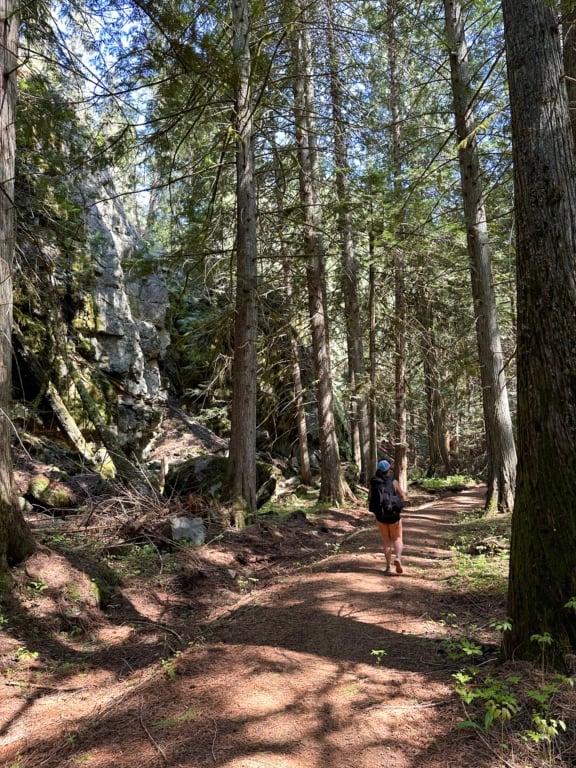 A hiker walks through cedar forest on the Sea to Sky Trail