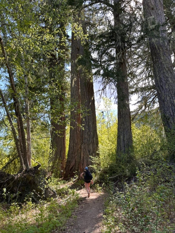 A hiker walks through old growth firs in the Gord's Garden section