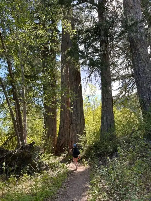 A hiker walks through old growth firs in the Gord's Garden section