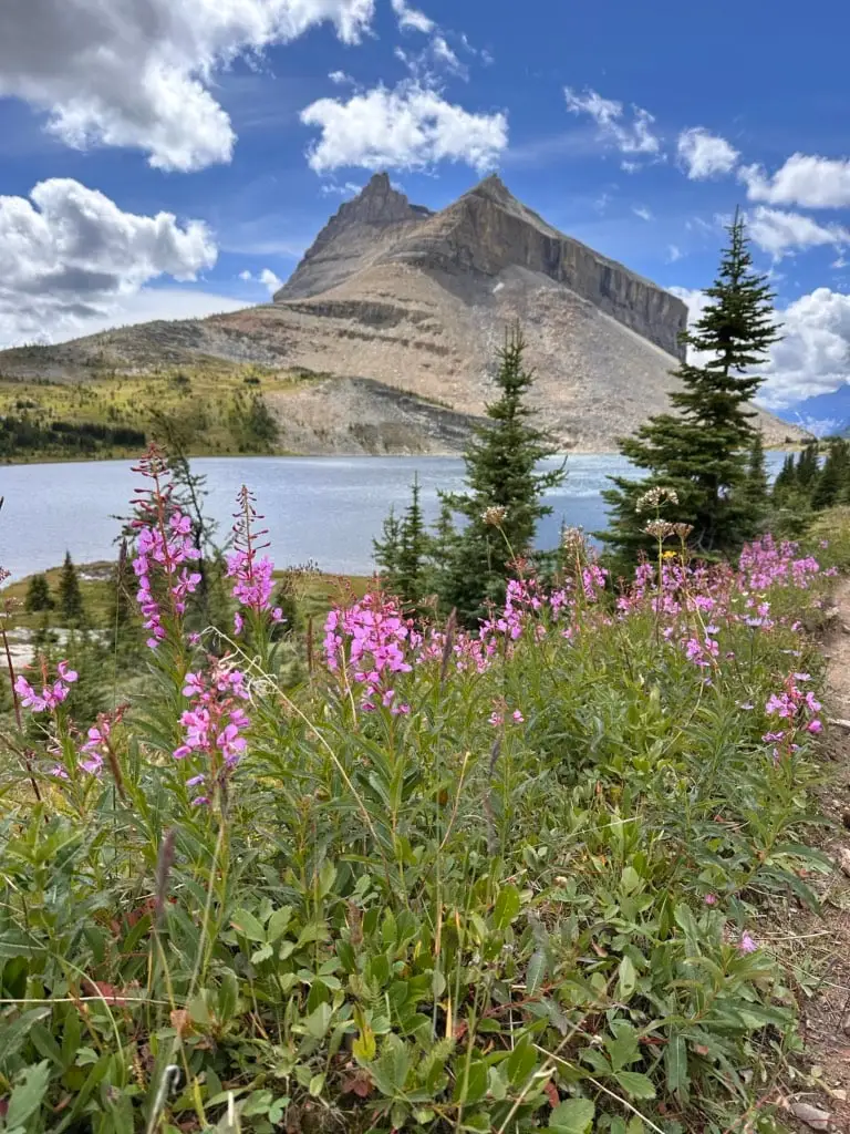 Fireweed in front of Ptarmigan Lake on the Packer's Pass Trail