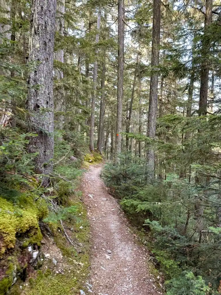 A forested section of the Singing Pass Trail
