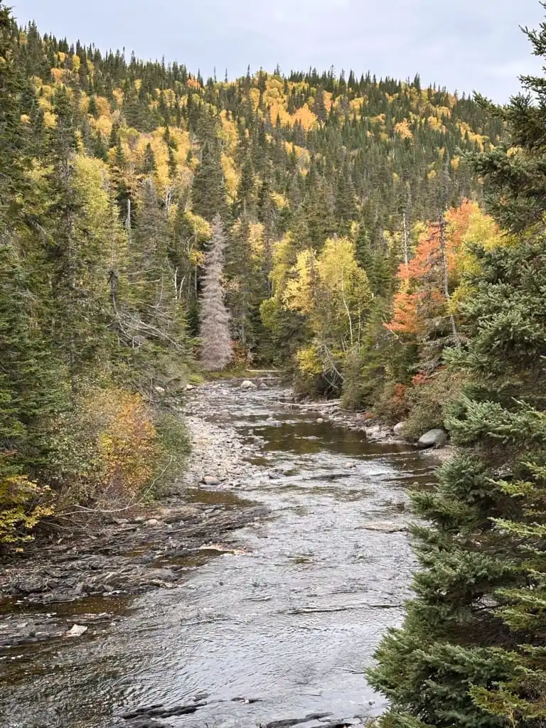 Fall colours next to a stream near Corner Brook