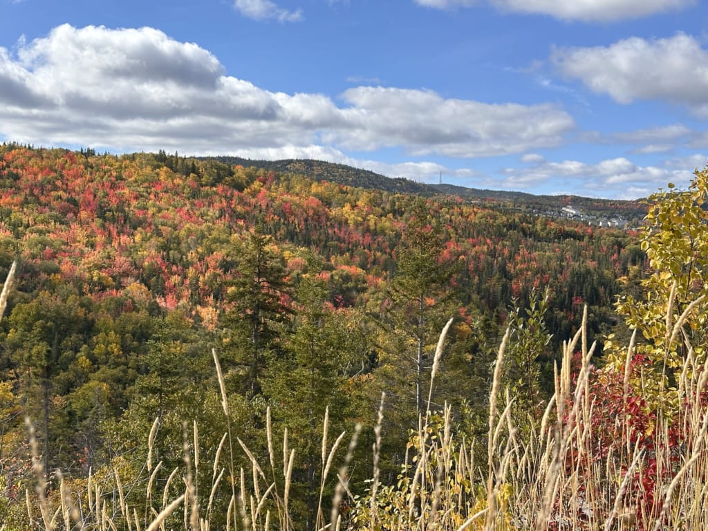 Fall colours in Corner Brook