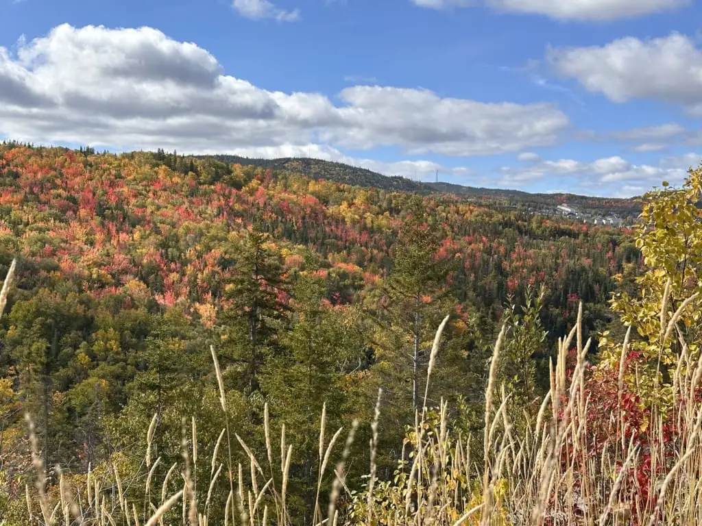 Fall colours in Corner Brook
