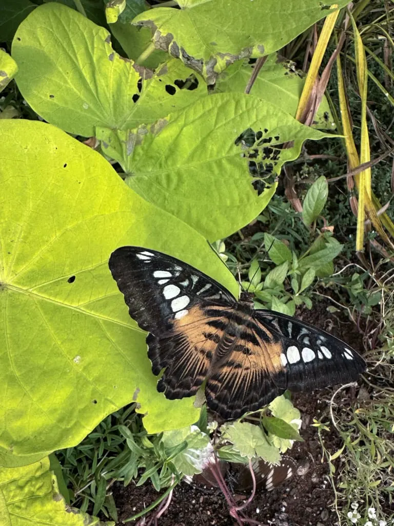 Close up of a butterfly at the Newfoundland Insectarium in Deer Lake