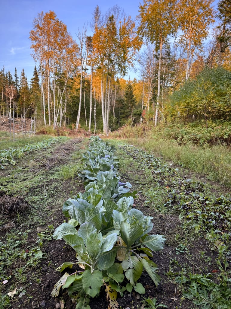 Vegetable beds on the farm at Upper Humber Settlement near Deer Lake