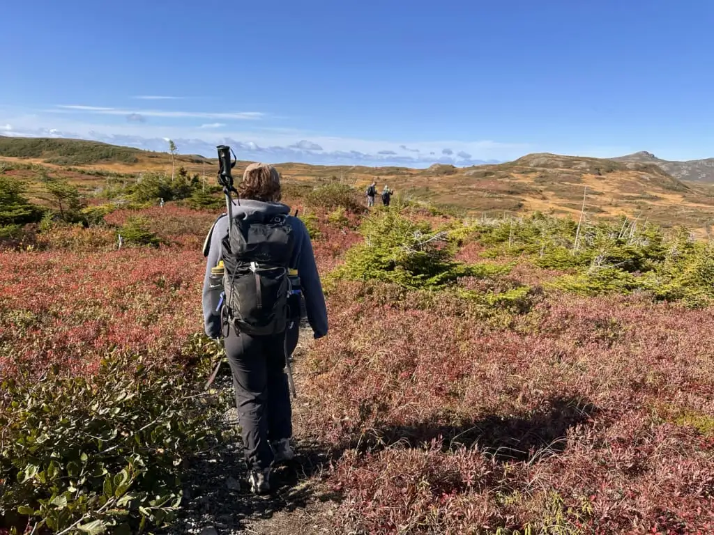 Meadows at the top of the Lookout Trail