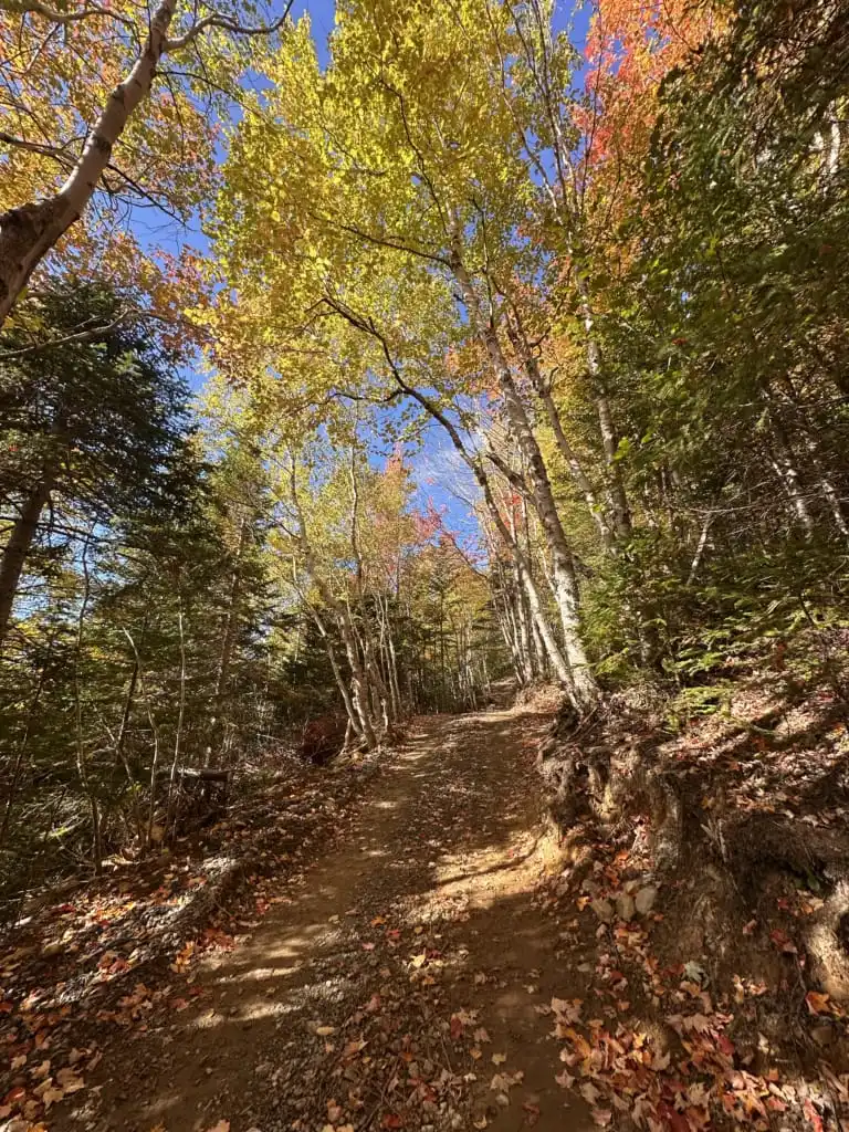 Fall colours on the Man in the Mountain Trail in Corner Brook