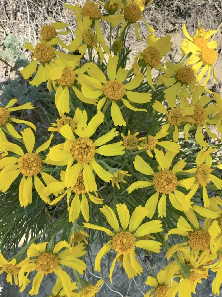 Wildflowers on the 70 Mile Butte Trail