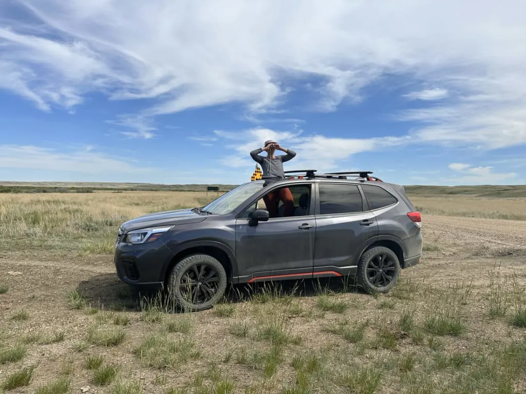 A woman sticks her head out of the sunroof of a Subaru to watch for birds with binoculars