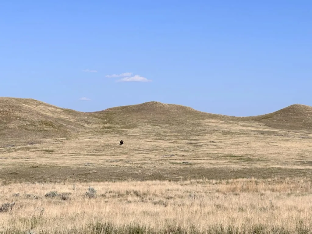 Bison in Grasslands National Park