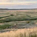 View of a river valley and bison in Grasslands National Park