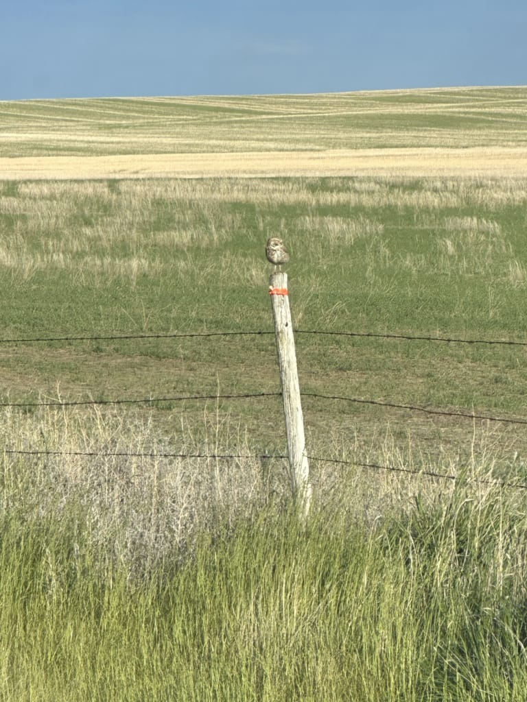 A burrowing owl sitting on a post in Grasslands National Park