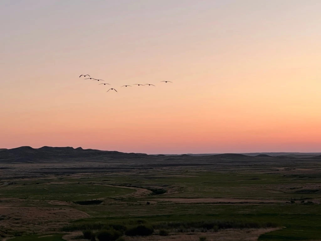 Pelicans at sunset near Frenchman Valley Campground