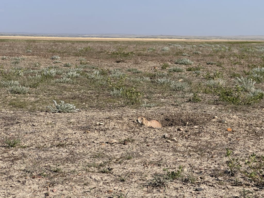 A prairie dog emerging from its burrow on the Top Dogtown Trail in Grasslands National Park