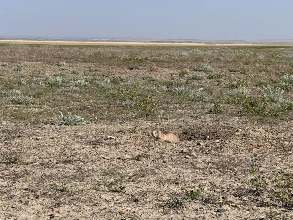 A prairie dog emerging from its burrow on the Top Dogtown Trail in Grasslands National Park