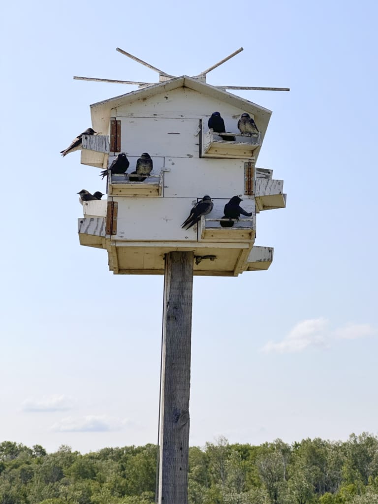 Purple Martins in a bird house at Beaver Creek Conservation Area